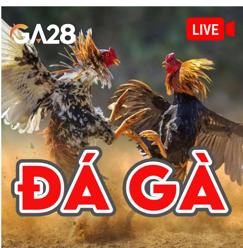 Đá Gà Livestream DU88